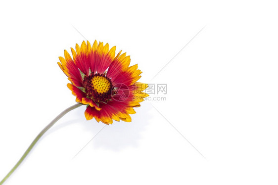 明亮的黄色绽放Gaillardia花隔离在白色背景Gaillardia关闭了夏季野花图片