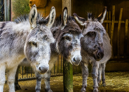 微型品种三张迷你驴的面孔特制有趣的动物家庭肖像流行的农场动物和宠进口的图片