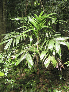 荒野Linospadixististachya位于澳洲雨林中森灌木丛图片