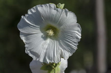 花瓣开阿尔恰保加利亚索非花园上的Alcearosea白花图片