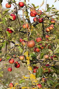 红成熟苹果在秋季挂树枝上果实收获之前在树枝上摘下里普苹果美味的健康绿色图片