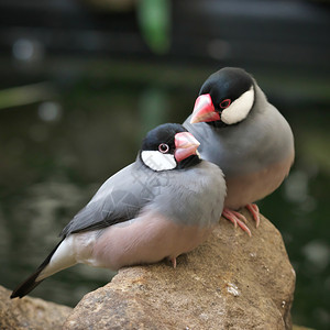 喙紧贴着一对可爱的灰色爪哇雀鸟在温室的石头上美丽红色图片