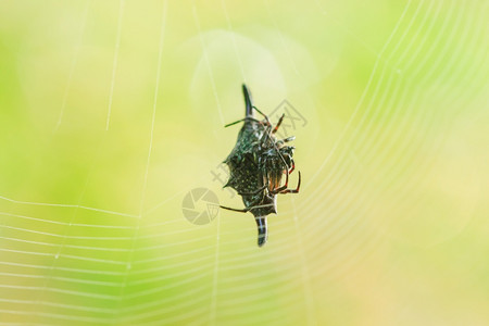 脊椎织物是编纤维捕捉大自然中的昆虫蜘蛛刺背漏洞图片