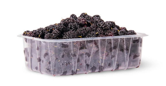 桑饮食Mulberry在一个塑料托盘中旋转在白色背景上孤立生图片