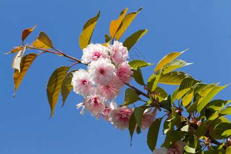 树上的粉红樱花郁葱叶子分支图片