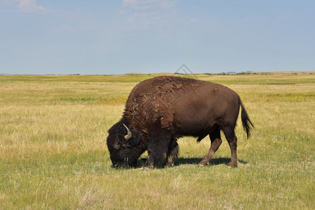 美国人兽在南达科他州美丽的草原上骑着令人惊叹的牧牛野一种图片