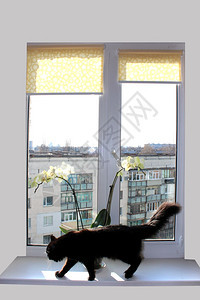 内部的黄色窗户黑猫用美丽的兰花在窗台上行走图片
