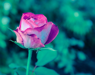 花园里的粉红玫瑰震撼古老的过滤效应花瓣单身的震惊图片