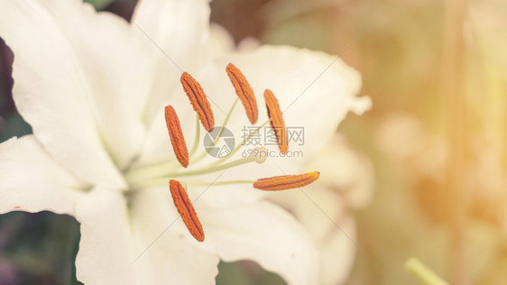 漂亮的东方植物花园中白百合旧颜色图片