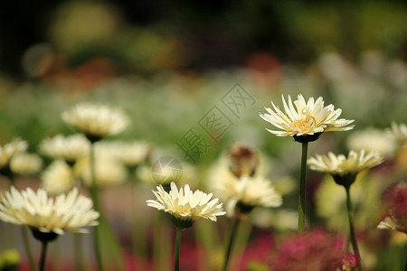 甘菊乐园中的白花草太阳图片