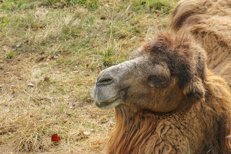 在草地上坐着毛骆驼的部分头脸野生动物热图片