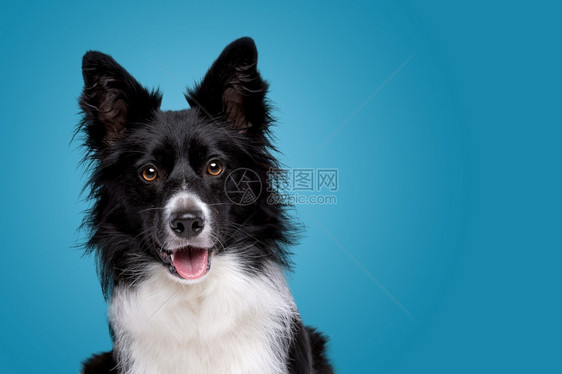 爆头标准小狗黑色和白边界狗的画像在黑白边境狗和色海岸的背景肖像前面笑声图片