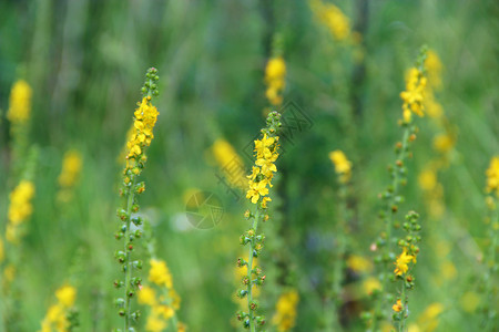 龙牙草偏绿种植园田间开花的仙鹤草黄色本植物常见的仙鹤草黄色花朵特写药用植物田间开花的仙鹤草黄色朵图片