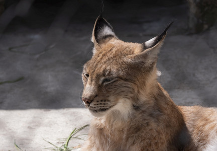 肉食动物捕者山猫从避难所用掠夺眼睛看着山猫从避难所用掠夺眼睛看着猞猁图片