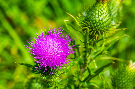 树叶美国人一个紫色沼泽的花朵来自欧亚的普通野生植物种美丽的大型特质盛开图片