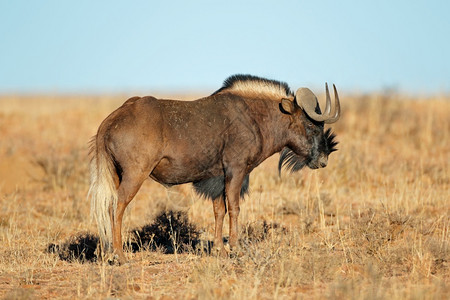 未受破坏的一种动物群在南非泽布拉山公园露天草原上一个黑色的野生人Connochaetesgnou图片