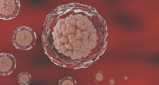 核仁生物学3d人体细胞或胚胎干显微镜底部3科学图片