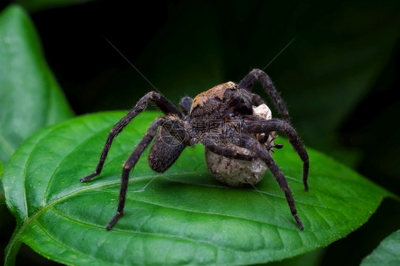 照片棕蜘蛛和鸡蛋极端近身蜘蛛和鸡蛋形纲动物网络图片