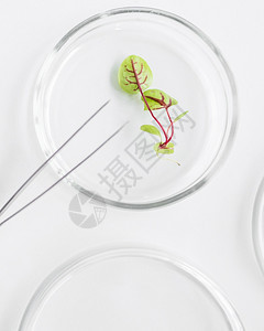 转基因科学自然带有植物生技术实验室的顶天观花生菜图片