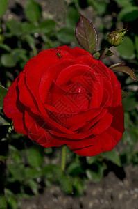 花的优雅保加利亚索非自然老旧西公园红玫瑰灌木盛开梦图片