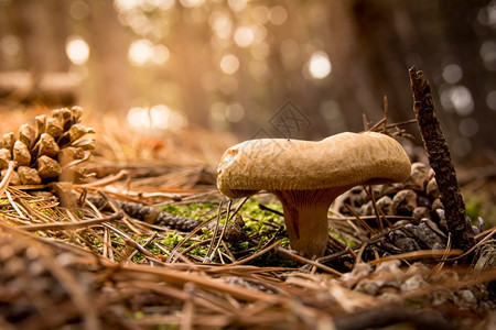 落下荒野苔藓蘑菇在森林中坠落图片