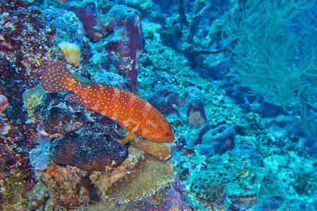 珊瑚群岩石鳕Cephalopholisminiata珊瑚礁北阿里环马尔代夫印度洋亚洲荒野印度人环境图片