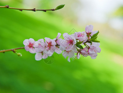 一种在自然背景上苹果树的美丽开花枝子在自然背景上园艺芽图片