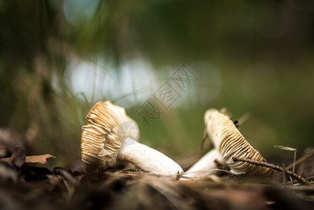 白色的季节蘑菇在森林中坠落草图片