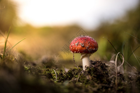 树木蘑菇在森林中坠落荒野新鲜图片