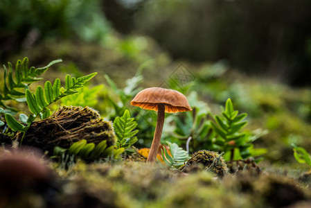 树木有机的蘑菇在森林中坠落荒野图片
