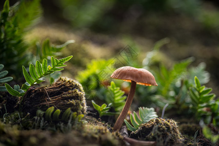 无花果菌蘑菇在森林中坠落植物图片