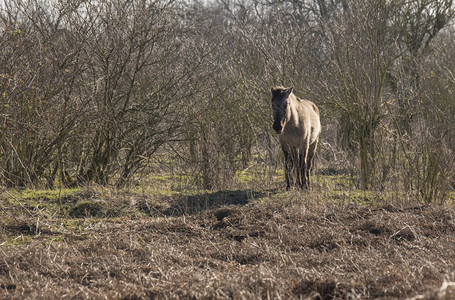轩景观荷兰公园SlikkenvanHeen与一匹科尼克马起在冬季风景中经过Konik马在冬季风景中通过开车图片