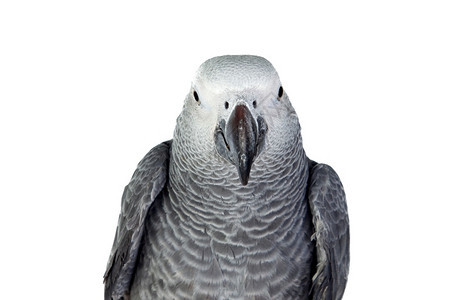 家庭尾巴白色背景前的灰鹦鹉动物图片
