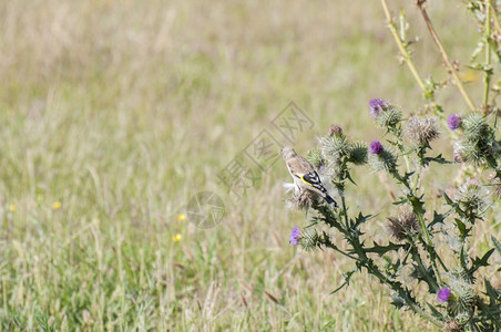 欧洲荒野鸟类学Goldfinch粘在一颗种子的顶上图片