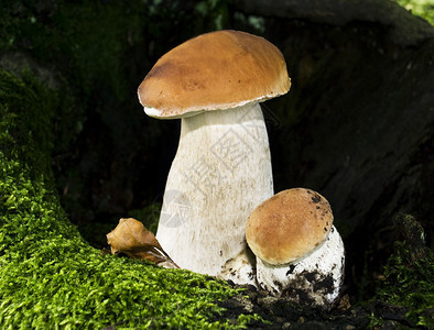 菌美味的丝体有关森林背景的布利特斯羊排蘑菇图片
