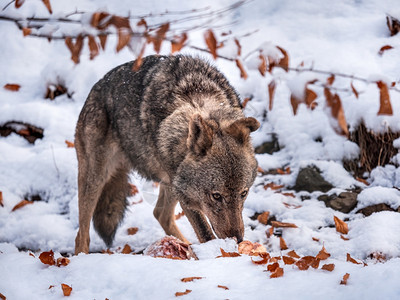 在雪的伊比利亚狼Canislupussignatus猎物森林野生动图片