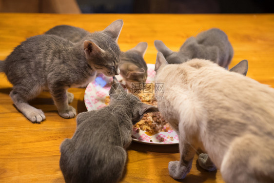 可爱的桌子四只东方短毛小猫从盘子上吃虎斑猫图片