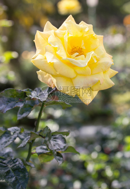 花园中的黄玫瑰朵美丽的绿色庆典图片
