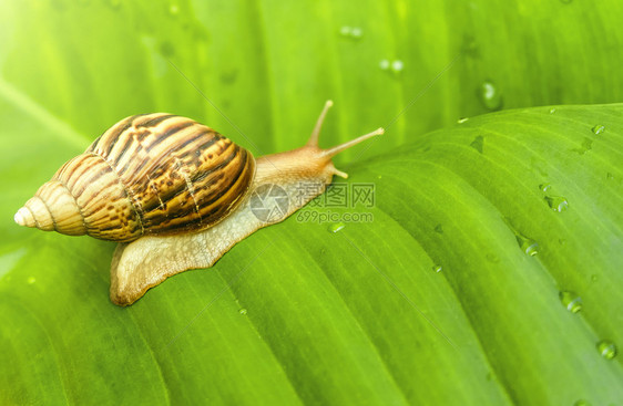 自然营养在绿叶的花园里有奇妙的蜗牛软体动物图片