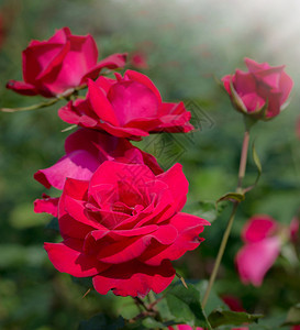 花瓣园里的红玫瑰朵自然爱图片