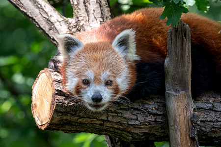 户外富根在森林栖息地Ailurusfulgens的红熊猫公园图片