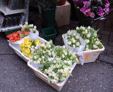 美丽的郁金香花朵图片