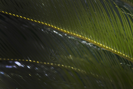 茶叶扇子扇子马洛卡地方风扇棕榈茶叶和红树在阳光下紧贴马洛卡地方风扇园艺郁葱背景