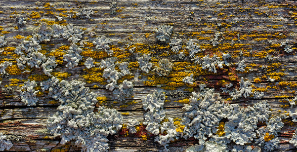 背景和纹理旧木板上布满地衣和苔的老碎木板自然抽象的木板上Lichen有质感的粗木制图片
