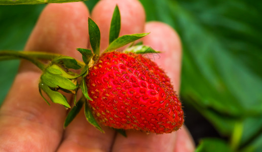 保持蔷薇科握着成熟而新鲜的草莓有机园艺和农业背景的一只手插甜图片