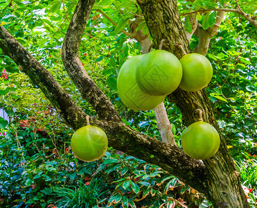 农业花园热带果树水植物来自美洲的外品种自然背景等带大果实的卡拉巴什树图片