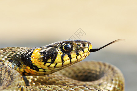 防守爬虫学荒野美丽的草蛇Natrixnatrix的肖像图片