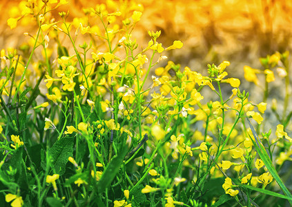 芝麻菜芭拉美丽在阳光下紧闭的黄绿花背景中色和绿花背景中黄棕色的苦化花朵背景图片