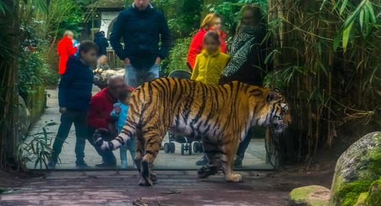 娱乐红色的宠物人们在动园里看着一只西伯利亚虎孩子们和父母在一起动物园的旅游图片