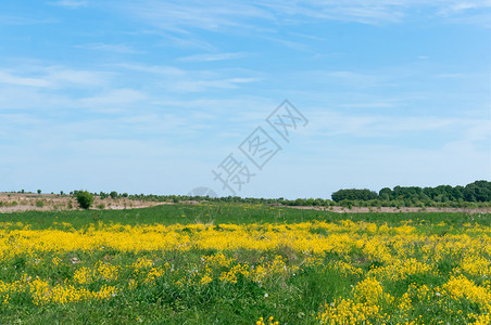 凤仙花属绿色田里有黄花朵夏季在的野外药用花朵夏季的草地有黄色花朵美丽的图片